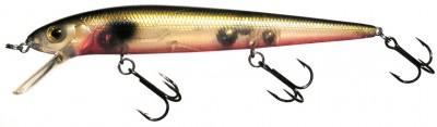Shoal Minnow color G03