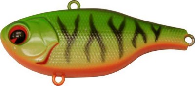 Rock N Vibe color fire tiger