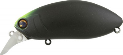 Roumba color stink bug