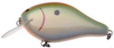 Shaker color hortin