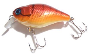 Chubby color craw fish