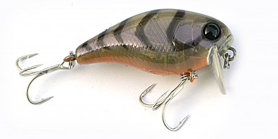 Chubby SSR color brown suji shrimp