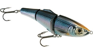 Blue Back Herring color 