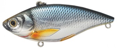 Golden Shiner color silver blue