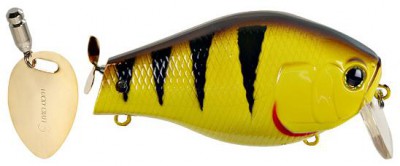 Bull Fish color tiger perch