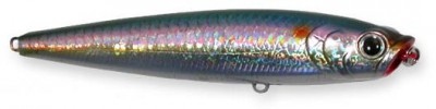 Gunfish color american shad
