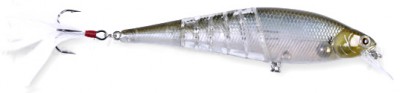 Live Pointer Bone Body color ghost minnow