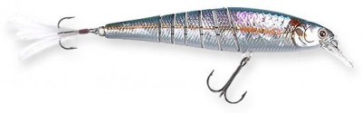 Live Pointer MR color american shad
