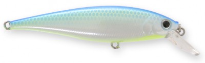 Pointer color citrus shad