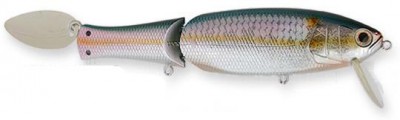 Real California color american shad