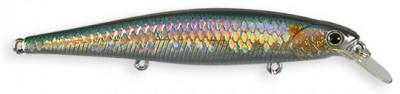 Slender Pointer MR color american shad
