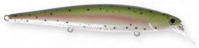 Slender Pointer MR color rainbow trout