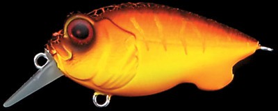 Baby Griffon color aka tora