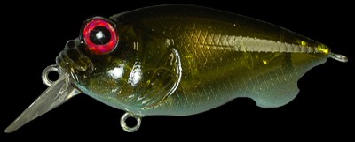 Baby Griffon color avocado ayu