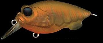 Baby Griffon color baby craw