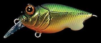 Baby Griffon color gg golden line