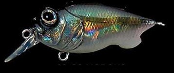 Baby Griffon color gs moroko