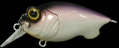 Baby Griffon color kohoku reaction