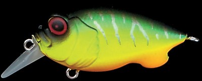 Baby Griffon color mat tiger