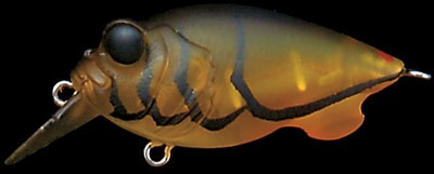 Baby Griffon color megabass shrimp