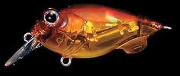 Baby Griffon color nc akakin