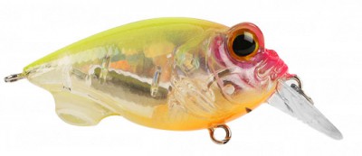 Baby Griffon color nc hachiro