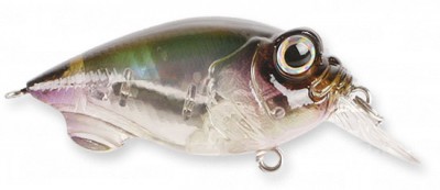 Baby Griffon color nc tanago