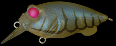 Baby Griffon color red eye glass shrimp