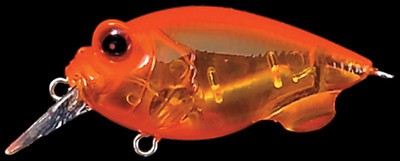 Baby Griffon color salmon egg