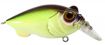 Baby Griffon color table rock sp