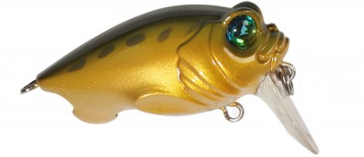 Baby Griffon color tonosama frog