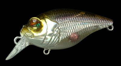 Quiet Griffon SR-X color st wakasagi