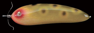 Scream-X Orca color scale moth la