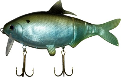Shad Clone color Gizzard Shad