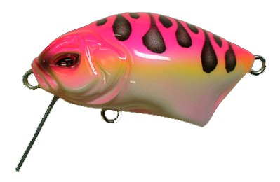 Calappa color Bacchus Frog