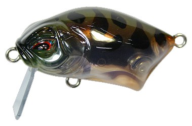 Micro Calapa color Poison Frog