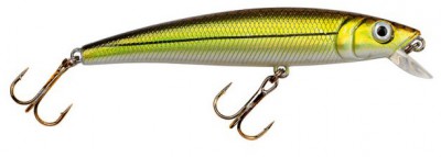 Big Eye Minnow color Brown Shiner