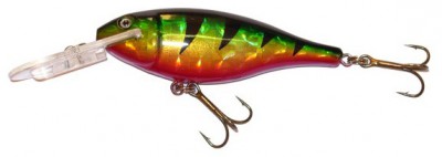 Flatshad color Perch