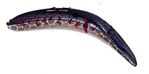 Jointed FlatFish color BLSH