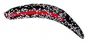 Jointed FlatFish color BSFS