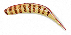 Jointed FlatFish color CHUB