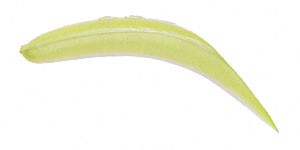 Jointed FlatFish color PLCH