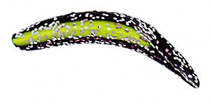 Original FlatFish color BSCS