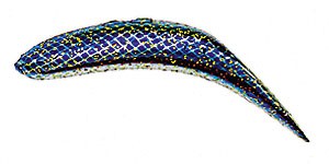 Original FlatFish color GCOH