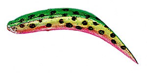 Original FlatFish color GWTM