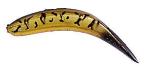 Original FlatFish color MGBT