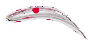 Original FlatFish color MSRS