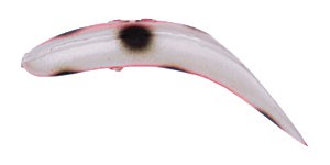 Original FlatFish color PKPL