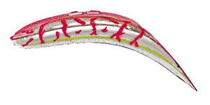 Original FlatFish color SCET