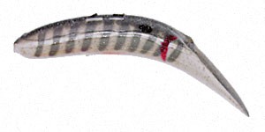 Original FlatFish color SPK